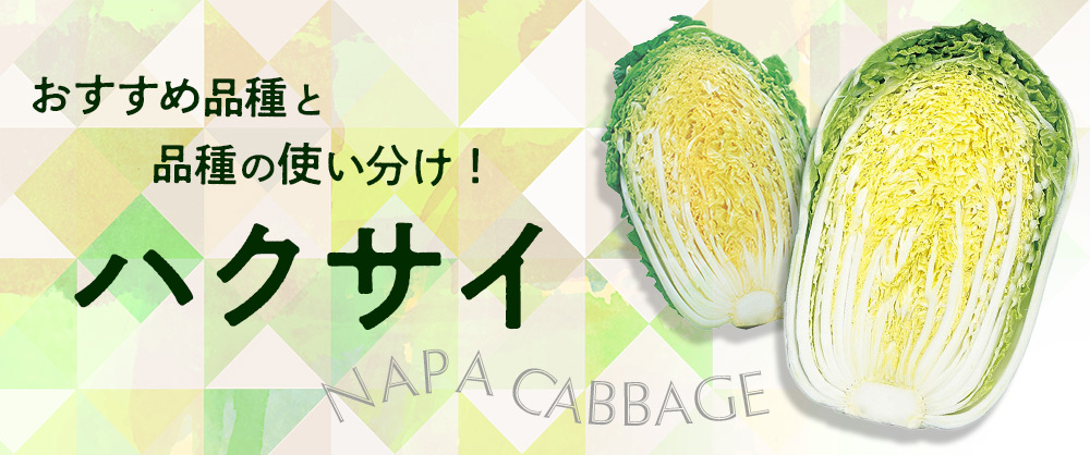 ハクサイ　おすすめ品種と品種の使い分け方
