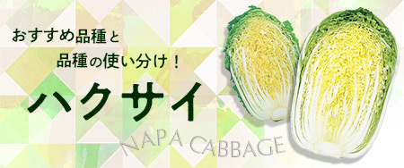 ハクサイ　おすすめ品種と品種の使い分け方