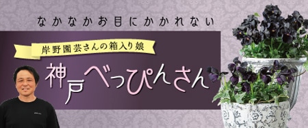 なかなかお目にかかれない 岸野園芸さんの箱入り娘「神戸べっぴんさん」