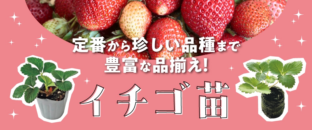 定番から珍しい品種まで豊富な品ぞろえイチゴ苗