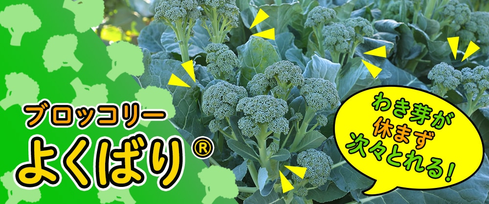 わき芽が次々とれる！ブロッコリー よくばり®