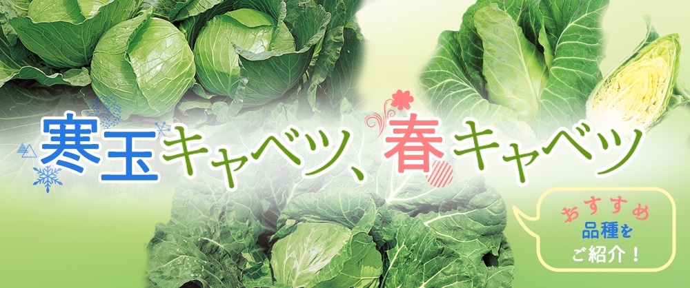 寒玉キャベツ、春キャベツ おすすめ品種をご紹介
