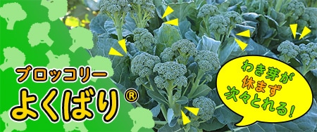 わき芽が次々とれる！ブロッコリー よくばり®
