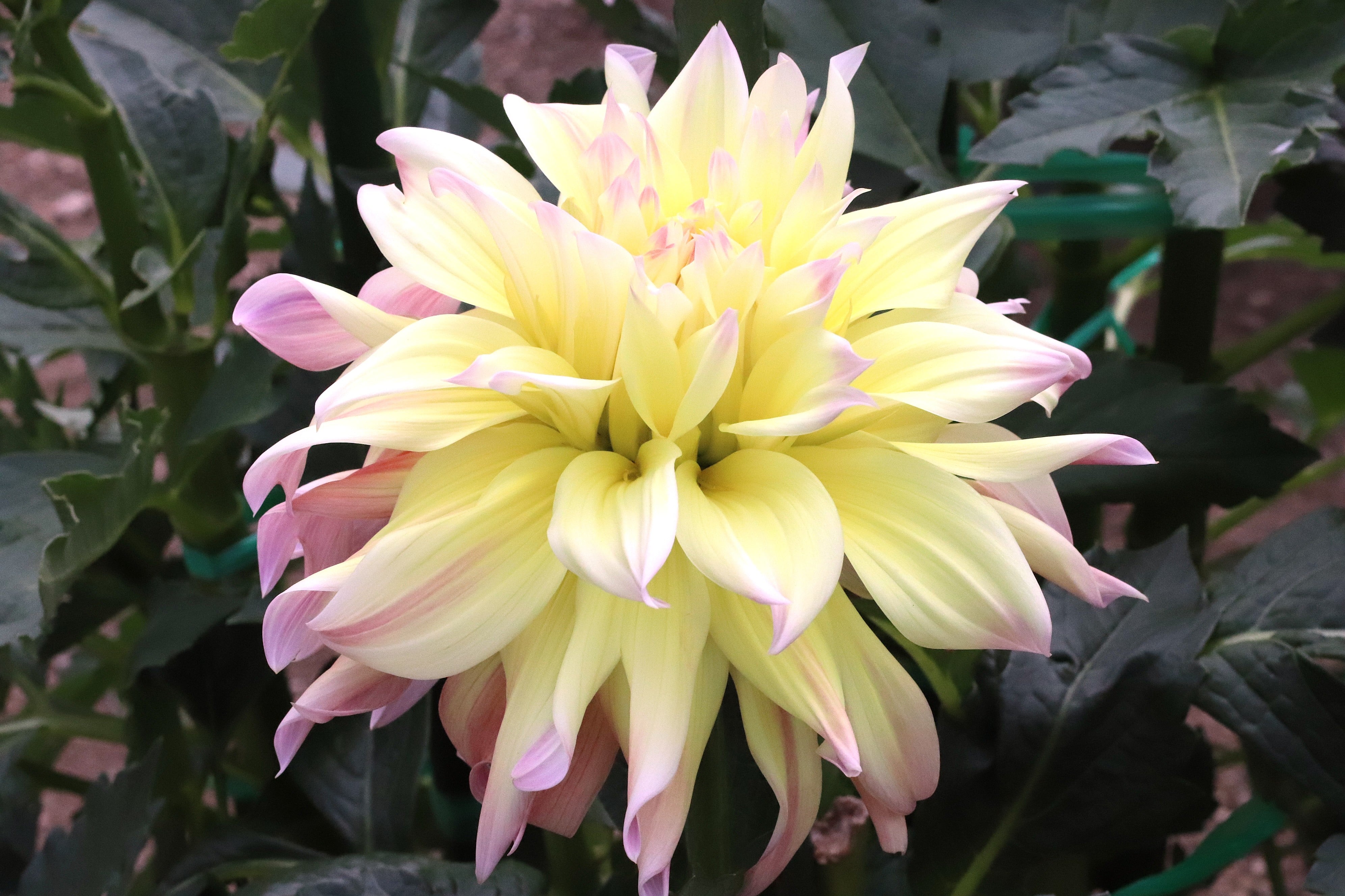 美しいダリアの世界 花色が豊富！巨大輪から中輪・小輪・ポンポン咲きと花の形が豊富 | 種（タネ）,球根,苗の通販はサカタのタネ オンラインショップ
