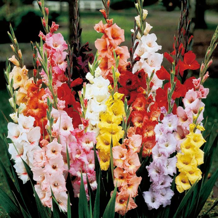 春から夏に楽しむグラジオラス 花色が豊富！ 丈夫で育てやすい 