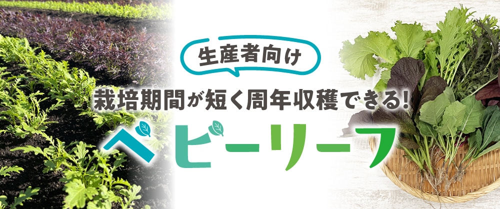 生産者向け 栽培期間が短く周年収穫できる！ベビーリーフ