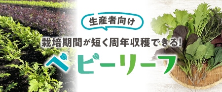 生産者向け 栽培期間が短く周年収穫できる！ベビーリーフ