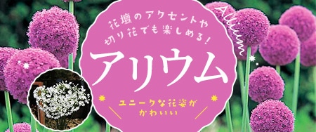 花壇のアクセントや切り花でも楽しめる！ ユニークな花姿がかわいいアリウム