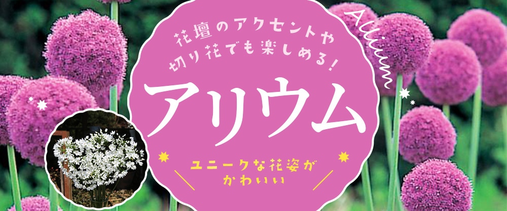 花壇のアクセントや切り花でも楽しめる！ ユニークな花姿がかわいいアリウム