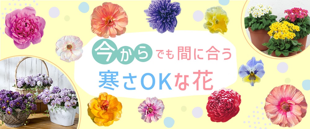 今からでも間にあう寒さOKな花
