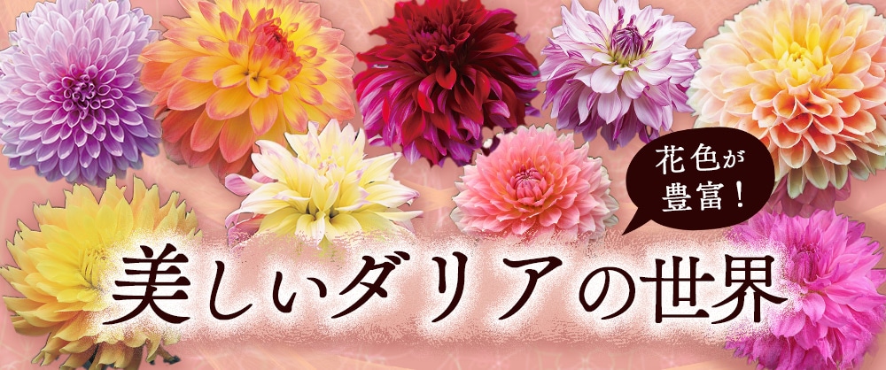 美しいダリアの世界 花色が豊富！巨大輪から中輪・小輪・ポンポン咲きと花の形が豊富