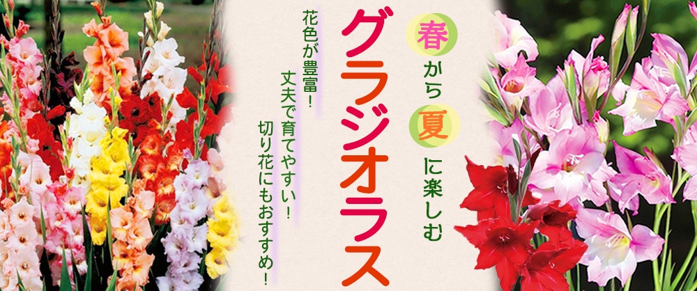 春から夏に楽しむグラジオラス 花色が豊富！　丈夫で育てやすい！　切り花にもおすすめ！