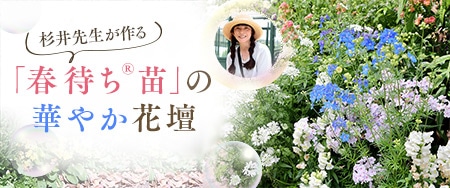 杉井先生が作る 「春待ち（R）」の華やか花壇
