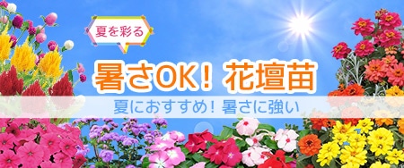 夏におすすめ！暑さに強い　ニッポンの夏を彩る　暑さOK！花壇苗