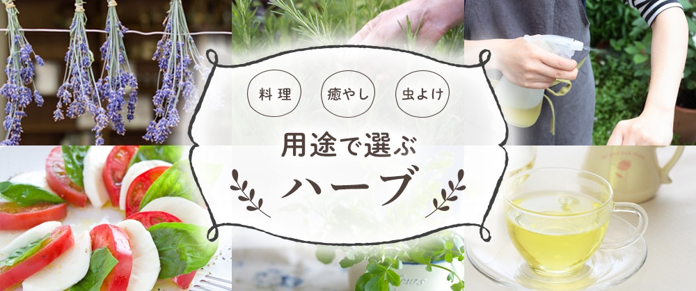 用途で選ぶハーブ