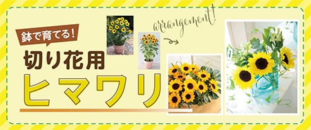 鉢で育てる！切り花用ヒマワリ