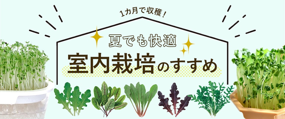 1カ月で収穫！夏でも快適、室内栽培のすすめ