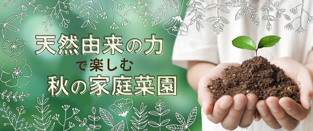 天然由来の力で楽しむ 秋の家庭菜園