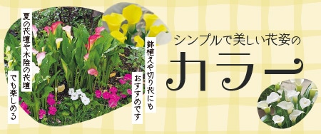 シンプルで美しい花姿のカラー 夏の花壇や木陰の花壇でも楽しめる。鉢植えや切り花にもおすすめです。