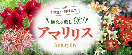 花壇や鉢植えで植えっ放しOK！大きなお花が豪華なアマリリス