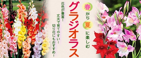 春から夏に楽しむグラジオラス 花色が豊富！　丈夫で育てやすい！　切り花にもおすすめ！