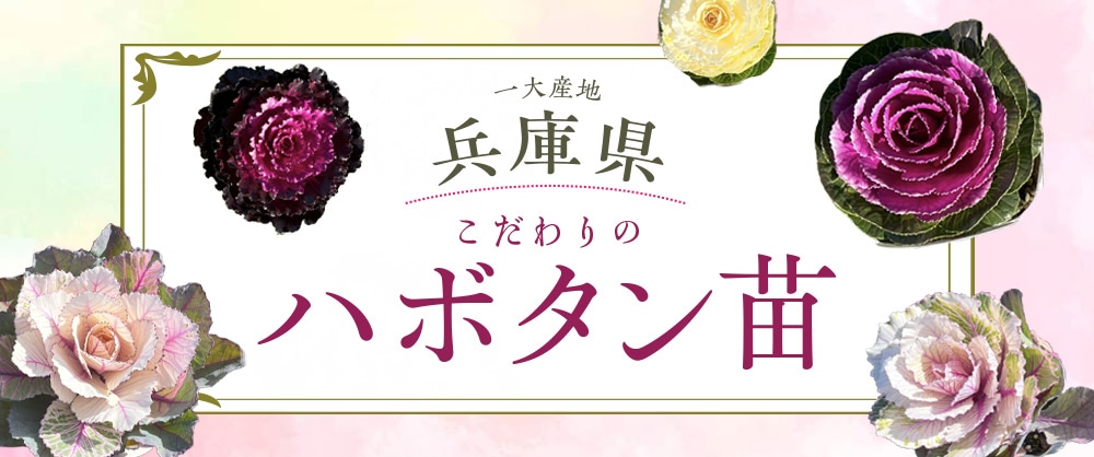 一大産地 兵庫県こだわりのハボタン苗