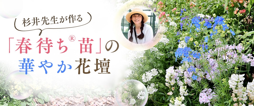杉井先生が作る 「春待ち（R）」の華やか花壇