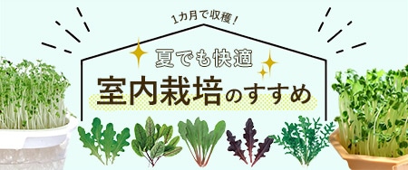 1カ月で収穫！夏でも快適、室内栽培のすすめ