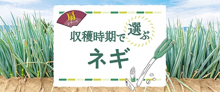 収穫時期で選ぶネギ