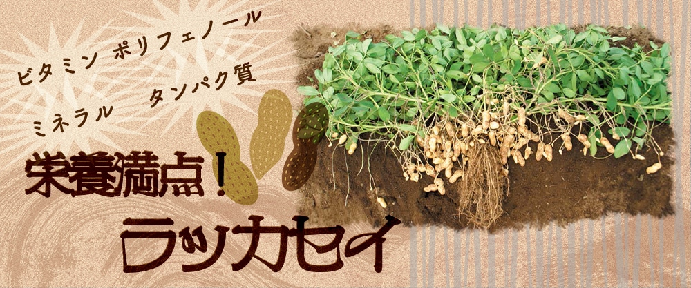 栄養満点！ラッカセイ