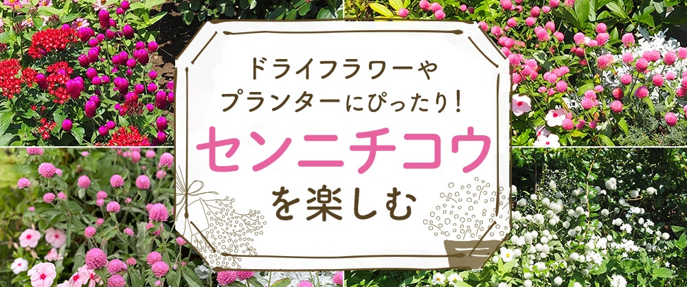 ドライフラワーやプランターにぴったり！ センニチコウを楽しむ