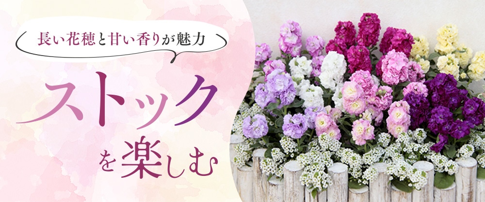 長い花穂と甘い香りが魅力 ストックを楽しむ