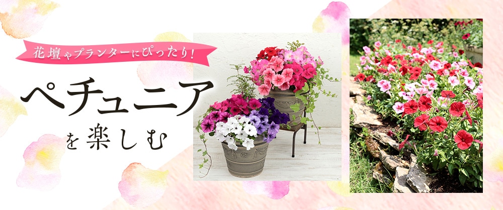 花壇やプランターにぴったり！ ペチュニアを楽しむ