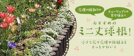 花壇の縁取りやチューリップとの寄せ植えにおすすめのミニ丈球根！ 小さな花で花壇や鉢植えをもっとかわいく