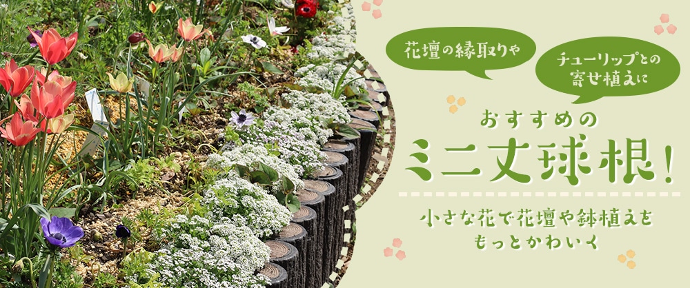 花壇の縁取りやチューリップとの寄せ植えにおすすめのミニ丈球根！ 小さな花で花壇や鉢植えをもっとかわいく