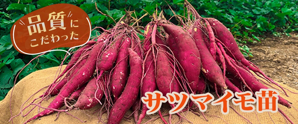 品質にこだわったサツマイモ苗