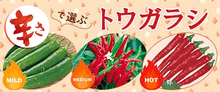 トウガラシ 伏見甘長トウガラシ｜種（タネ）,球根,苗,資材