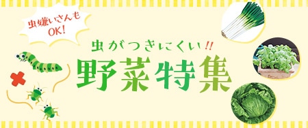 虫嫌いさんもOK！虫がつきにくい野菜特集