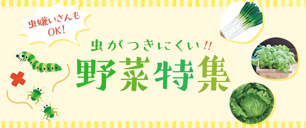 虫嫌いさんもOK！虫がつきにくい野菜特集