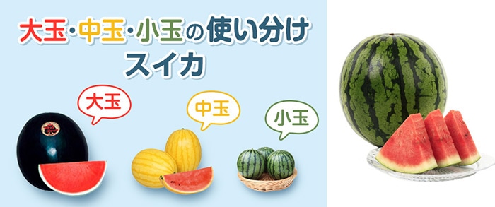 大玉から小玉の使い分け スイカ