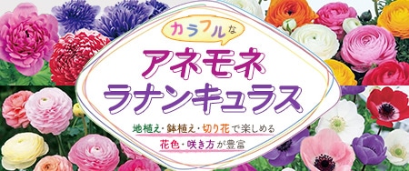 カラフルなアネモネ・ラナンキュラス ・花色・咲き方が豊富 ・地植え・鉢植え・切り花で楽しめる ・次々と花が咲く
