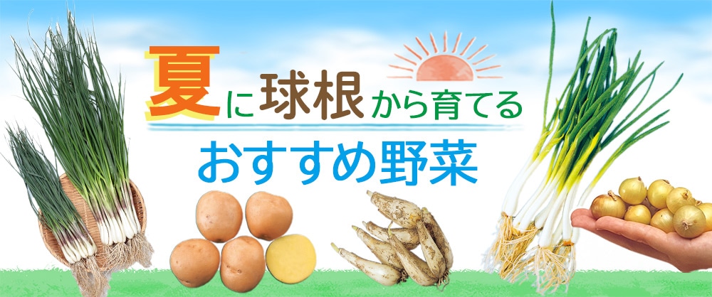 夏に球根から育てるおすすめ野菜