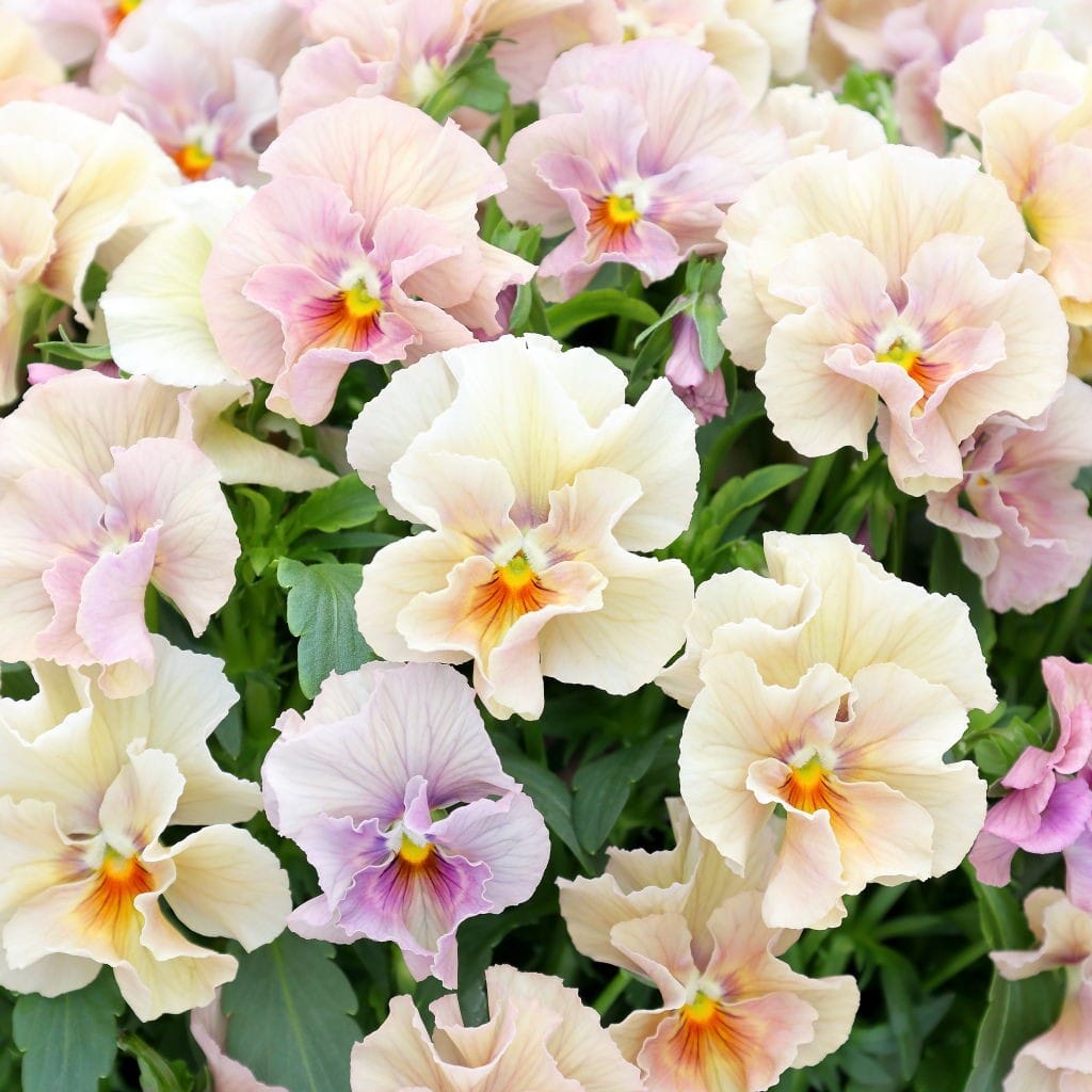 華あられ寄せ植え画像