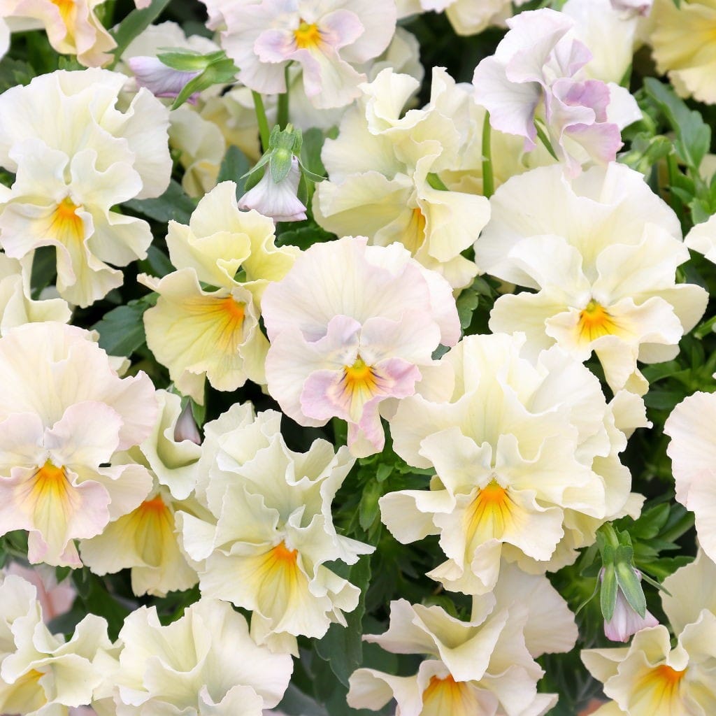 華あられ寄せ植え画像