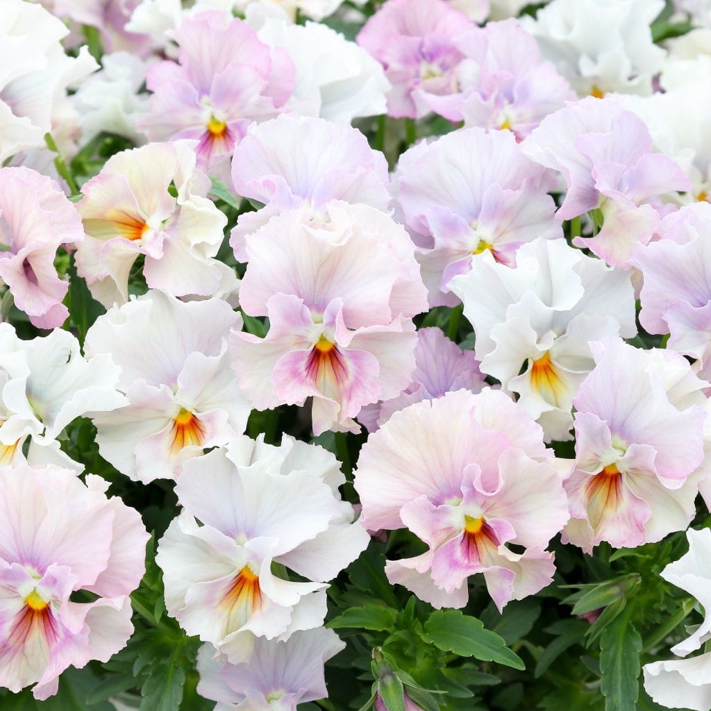 華あられ寄せ植え画像