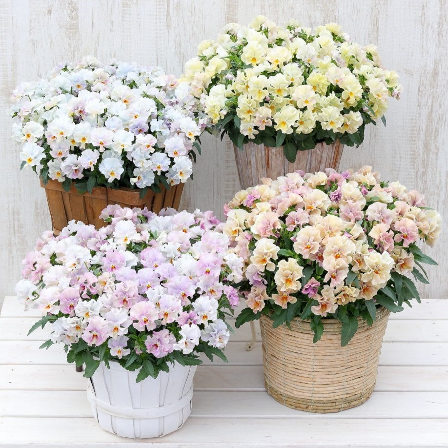 華あられ寄せ植え画像