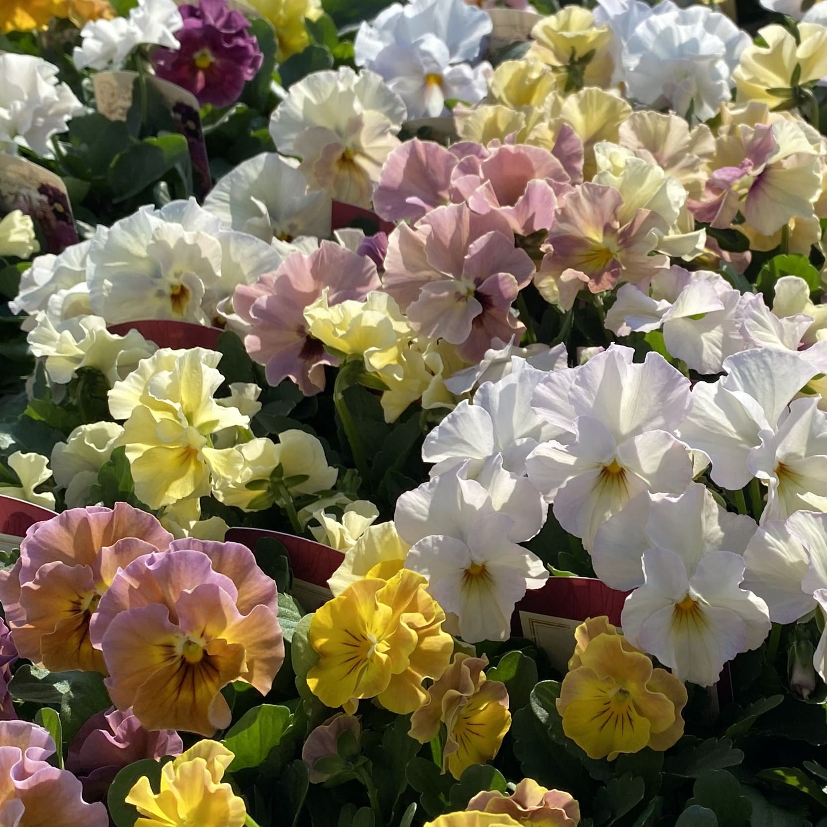 華あられ寄せ植え画像