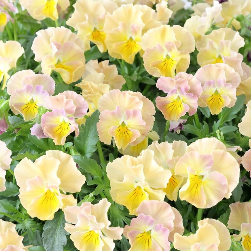 華あられ寄せ植え画像