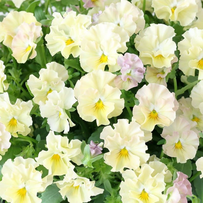 華あられ寄せ植え画像