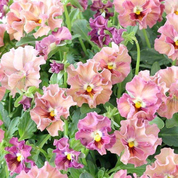 華あられ寄せ植え画像